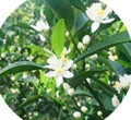 屋門(mén)口的橘子樹(shù)